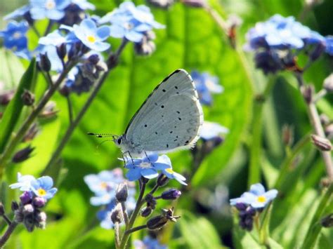 Holly Blue Poole Dorset Butterflies