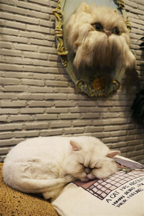 Purrs and paws is now open! 【萌え】海外からもファンが訪れるタイの猫カフェ「Purr Cat Cafe Club」が大絶賛される理由 | 世界を ...
