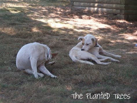 The Planted Trees Freaky Friday Puppy Love