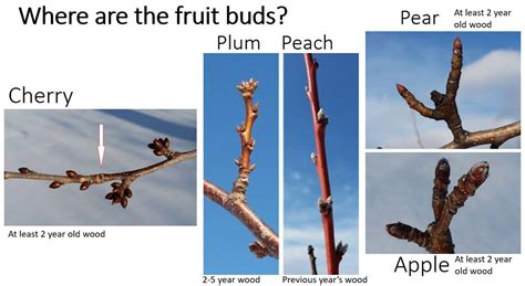 Co Horts The Basics Of Fruit Tree Pruning