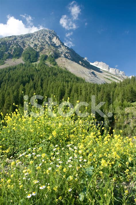 Wildflower Meadow In The French Alps Stock Photo Royalty Free