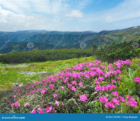 Pink Rhododendron Flowers On Summer Mountainside Ukraine Carpathian