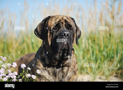 Old English Mastiff Portrait Stock Photo Alamy