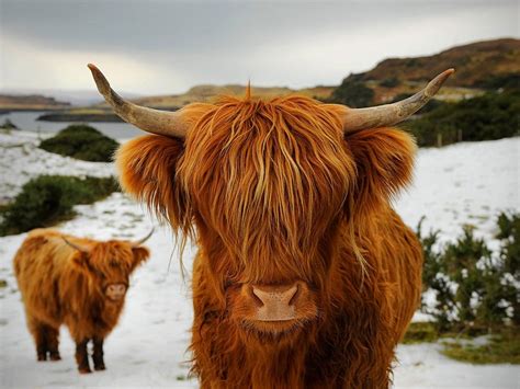 Highland Cattle Scotland Ausgestopftes Tier Tierfotografie