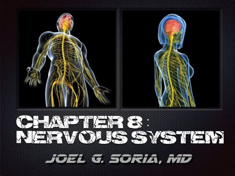 Chapter 8 Nervous System