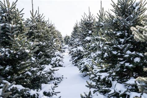 Row Of Snow Covered Christmas Trees On Tree Farm Stock Photo Image Of