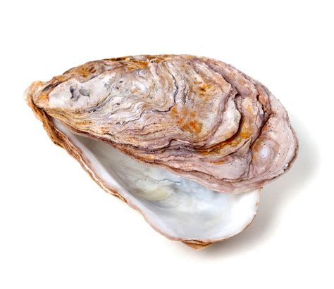 Oyster Shells Inspire Scientists To Create Glass Thats Much Harder To