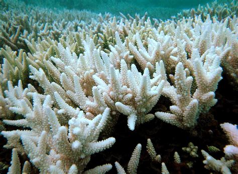 Le blanchissement a touché de la Grande barrière de corail moustique be