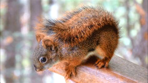 Curious Baby Red Squirrel Squirrel Appreciation Day Youtube
