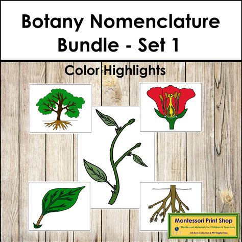 Botany Nomenclature Bundle Set 1 Montessori Made By Teachers
