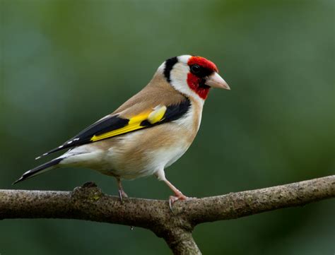European Goldfinch Or Goldfinch Carduelis Carduelis Goldfinch Bird
