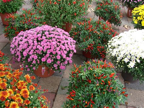 New Utah Gardener Fall Blooming Mums Hardy Colorful And