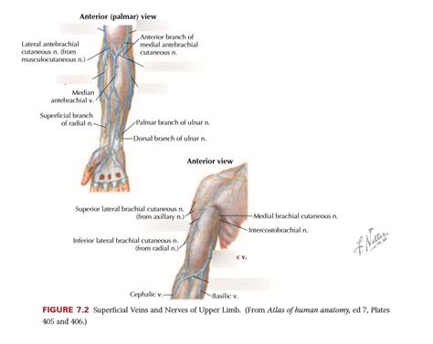 Anterior View Of Superficial Veins Of Upper Limb Diagram Quizlet