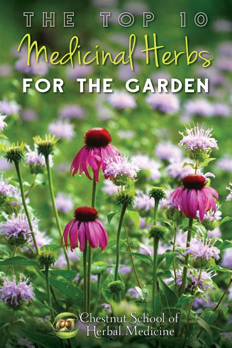 10 Medicinal Herbs For The Garden Chestnut School Of Herbal Medicine