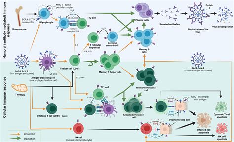 Becks Δεδομένο Ακόμη Adaptive Immune System Cells Εμπνευση Lineup Τέρας