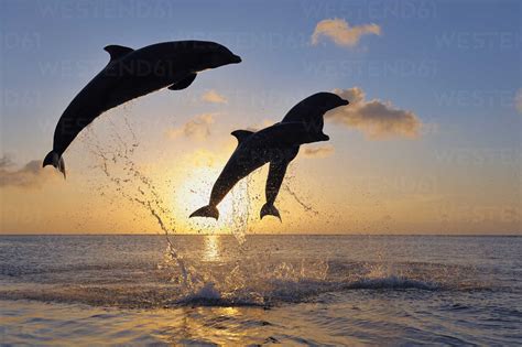 Bottlenose Dolphins Tursiops Truncatus Jumping In Caribbean Sea At