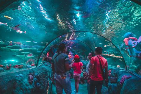 Sea life aquariums are fantastic family attractions with stunning marine habitats and displays. My Blogs: SEA LIFE, the World's Largest Aquarium Brand is ...