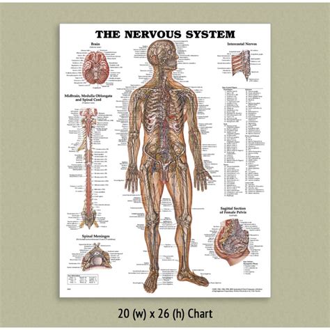 Back Talk Systems Colorado Nervous System Anatomical Chart
