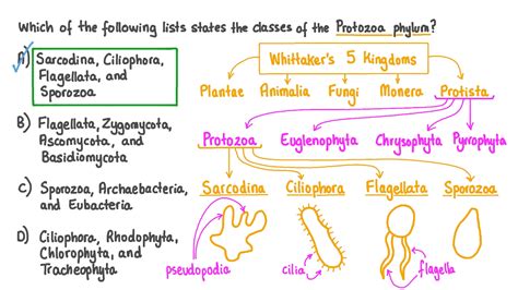 Protozoa Identification Chart
