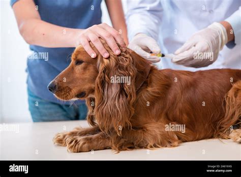 The Vet Doctor Examining Golden Retriever Dog In Clinic Stock Photo Alamy
