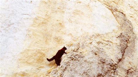 Meet Millie The Rock Climbing Cat Photos The Weather Channel
