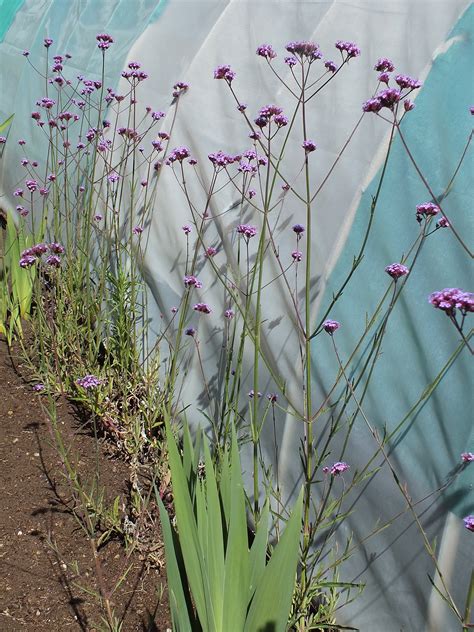Verbena Bonariensis Purpletop Vervain 200 Seeds Etsy