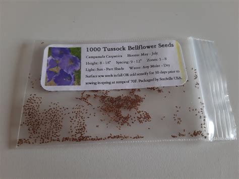 1000 Tussock Bellflower Carpathian Bellflower Campanula Carpatica