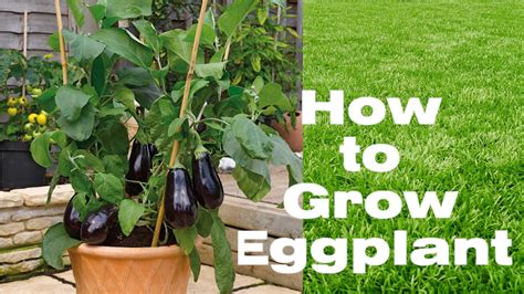 How To Grow Eggplant In Container Youtube
