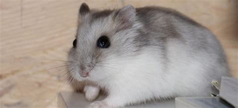 Hamster Breeds Behavioural Traits And Tips For Caring Uk