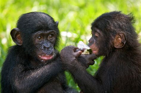 Chimpanzees And Bonobos — Kidcyber