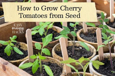 How To Grow Cherry Tomatoes From Seed Easy Gardening Hacks
