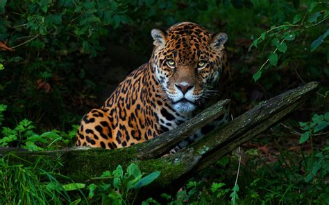 1920x1200 Big Cat Jaguar 1080p Resolution Hd 4k Wallpapersimages