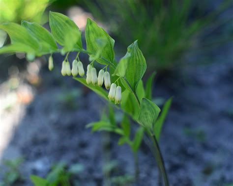Polygonatum Multiflorum 多花黃精 Is Usually 40 To 60 Cm High But Can Even