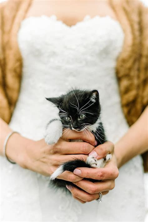 Veterinarian Couple Surprises Wedding Party With Rescue Kittens