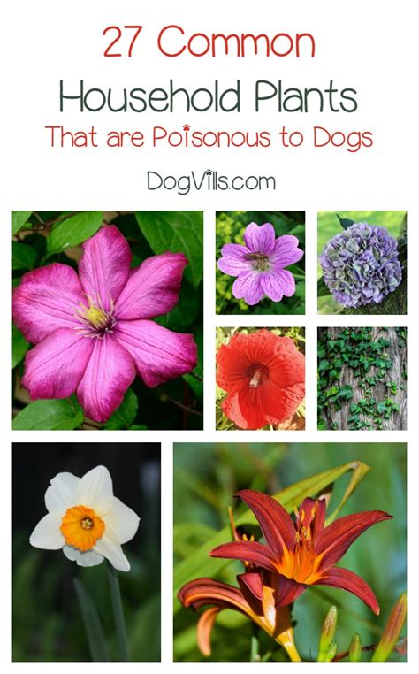 What Trees Are Poisonous To Dogs