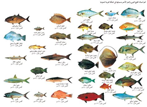 انواع السمك البحري