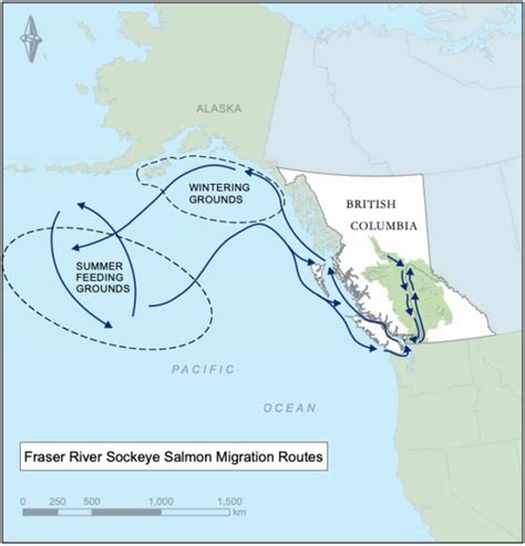 Why The Pacific Salmon Foundation Supports The Decision To Remove Open
