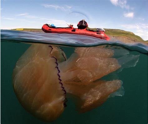 Giant Jellyfish Jellyfish Sea Creatures