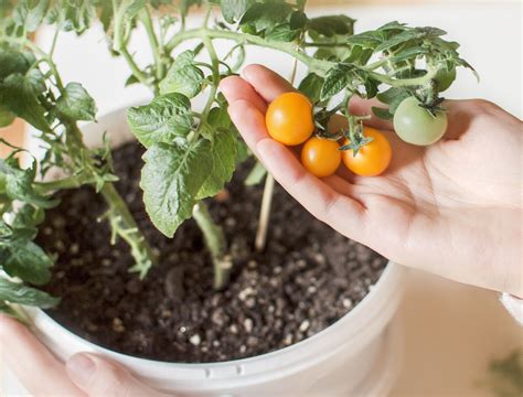 How To Grow Tomatoes In Winter Tips And Varieties For Success