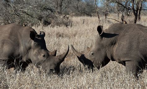 Rhino Horn Trade Triggers Extinction Threat Cnn