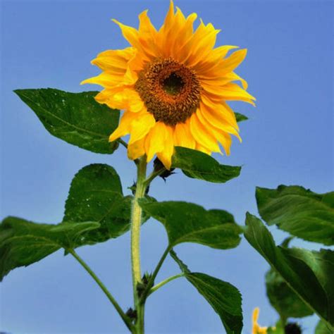 Sow sunflower seeds indoors in pots in april and plant out in may once all risk of frost is past. Sunflower- Giant Single seeds | The Seed Collection