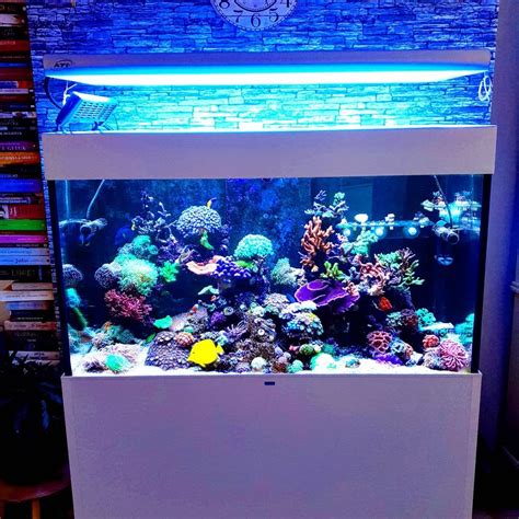 Amazing Marine Tank Design Saltwater Aquarium Fish Home Aquarium