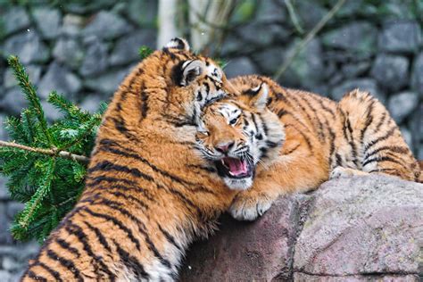 Playing And Fighting Cubs Ii Tambako The Jaguar Flickr