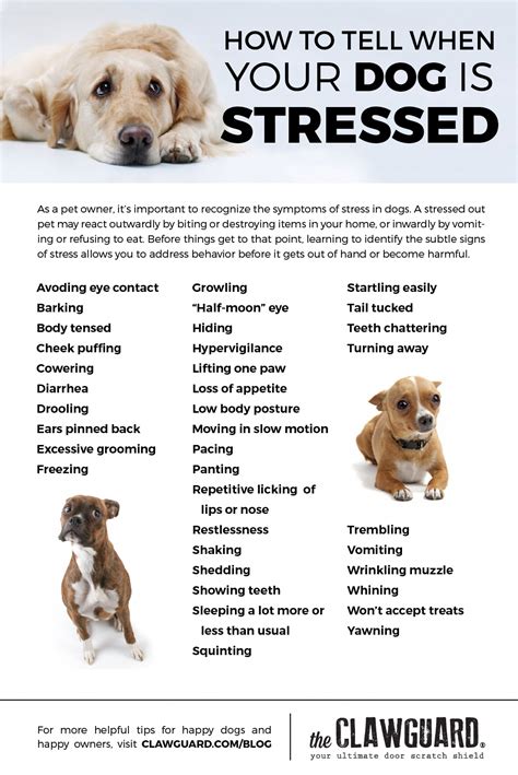 Pin On Dog Anxiety Essential Oils