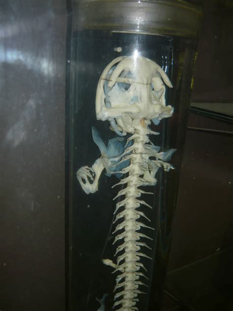 Giant Salamander Skeleton Zoochat