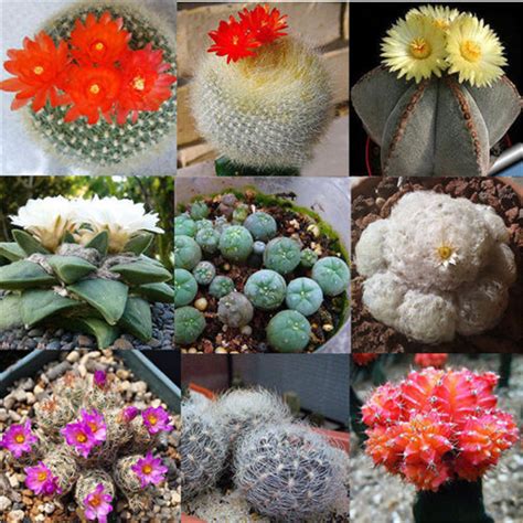 For instance, the aztecs used prickly pear juice for wound relief and drank it to address. 10pc Rare Mixed Succulent Cactus Seeds Prickly Pear ...