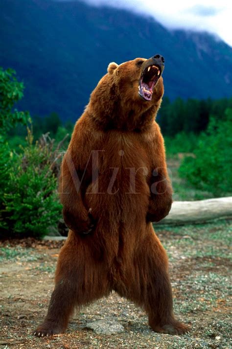 Angry Bear Standing Funny Collection World