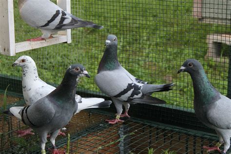 Как голуби размножаются: разведение голубей в домашних условиях