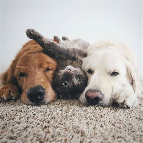 38 Pictures Of Two Dogs And A Cat Who Just Love Doing Everything
