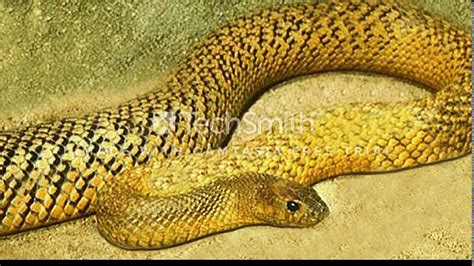 Top 5 Dangerous Snake In The World Snake History Um Tv Youtube
